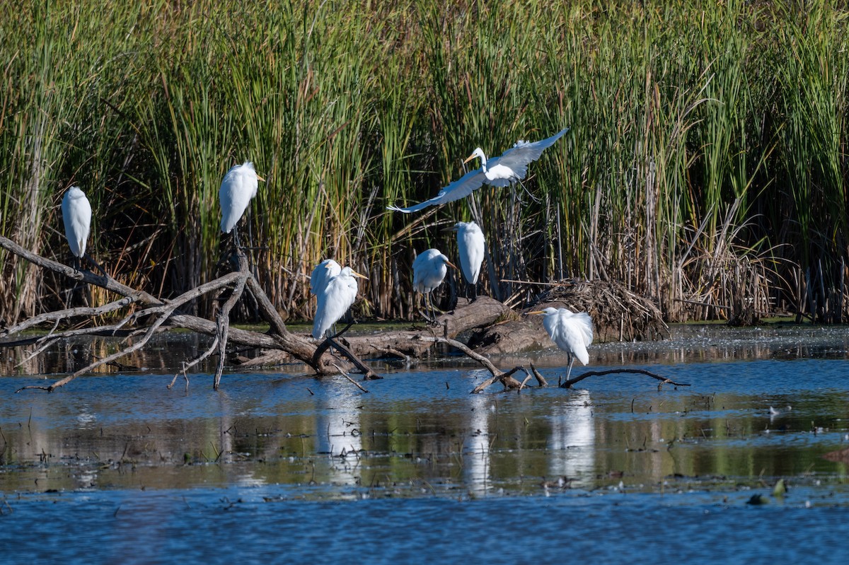 Great Egret - ML644327000