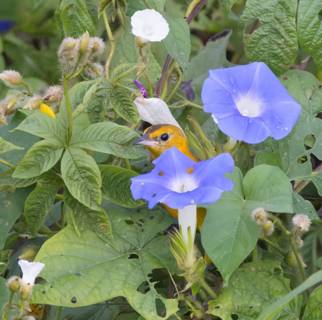 Oriole orange - ML644327011