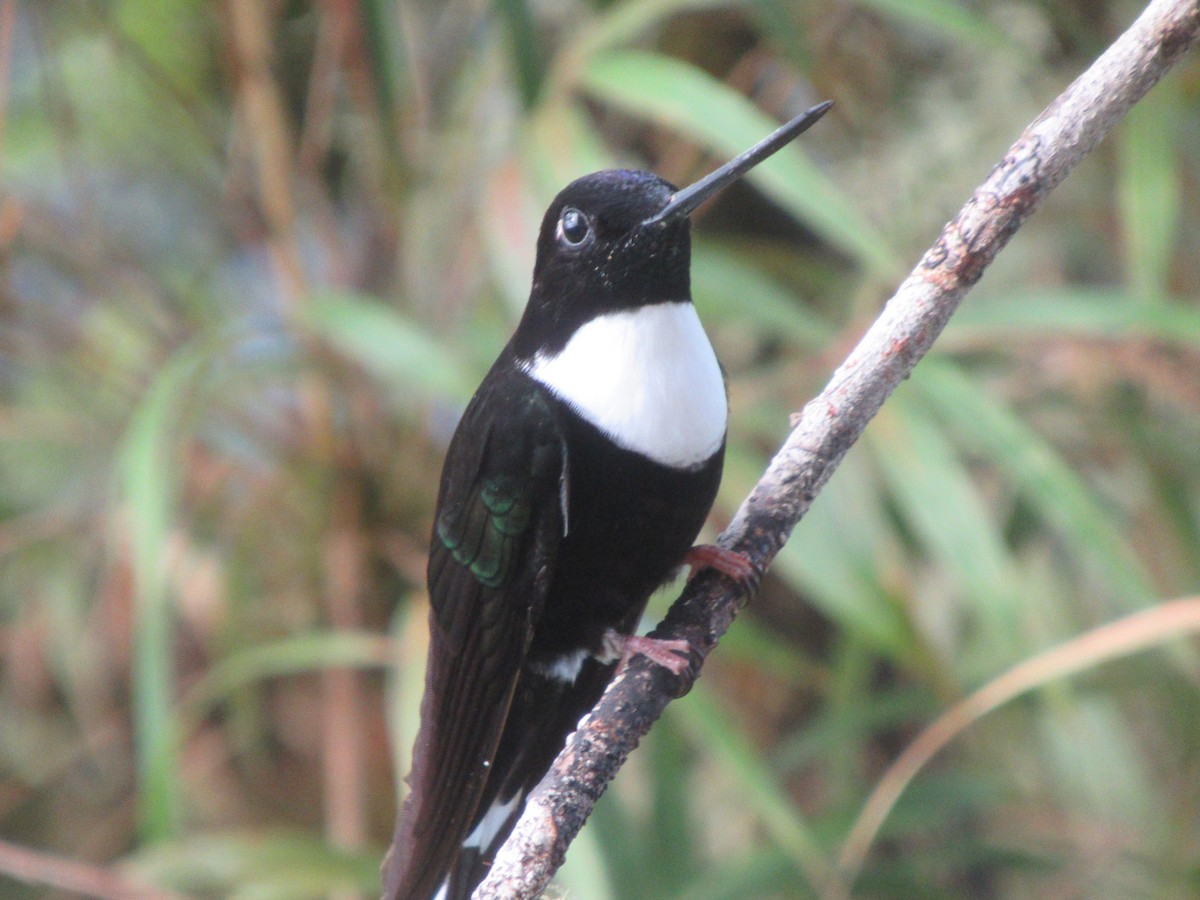 Collared Inca - ML644327021