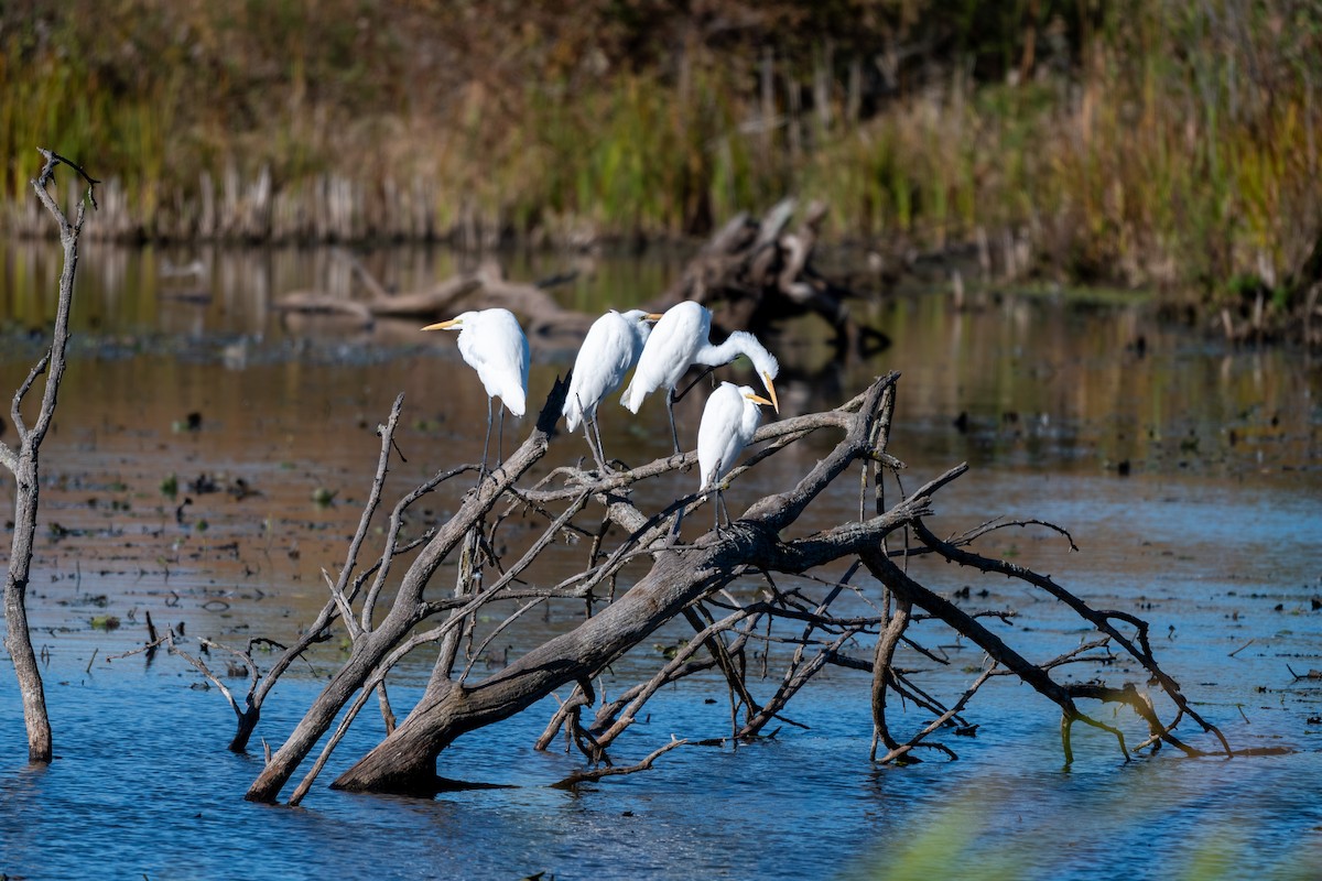 Great Egret - ML644327022