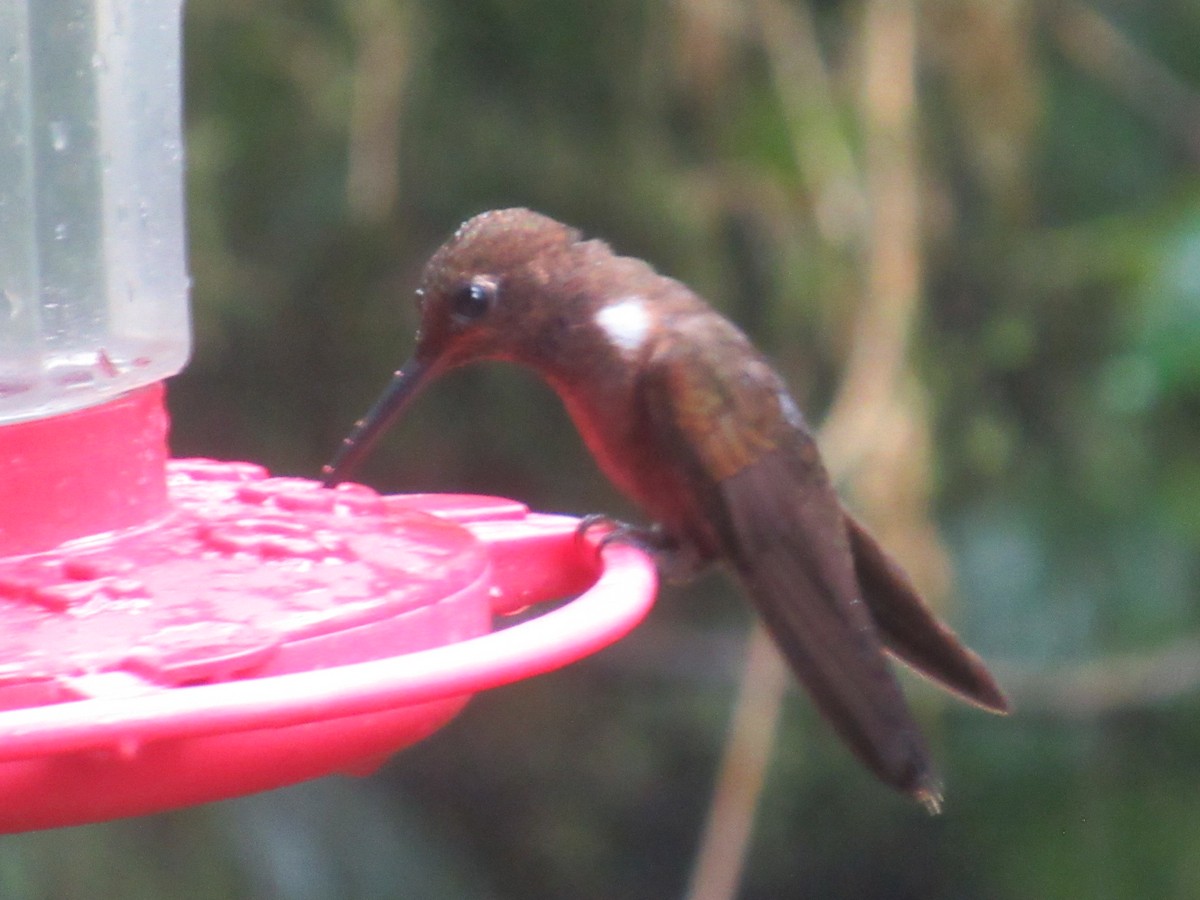 Brown Inca - ML644327027