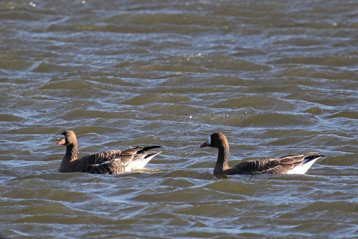 白額雁 - ML644327031