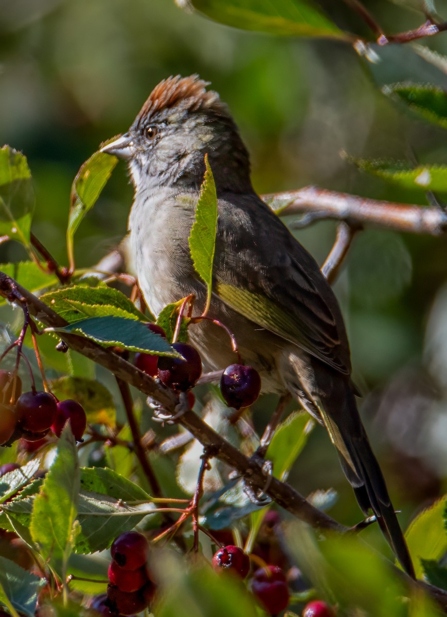 Green-tailed Towhee - ML644327032