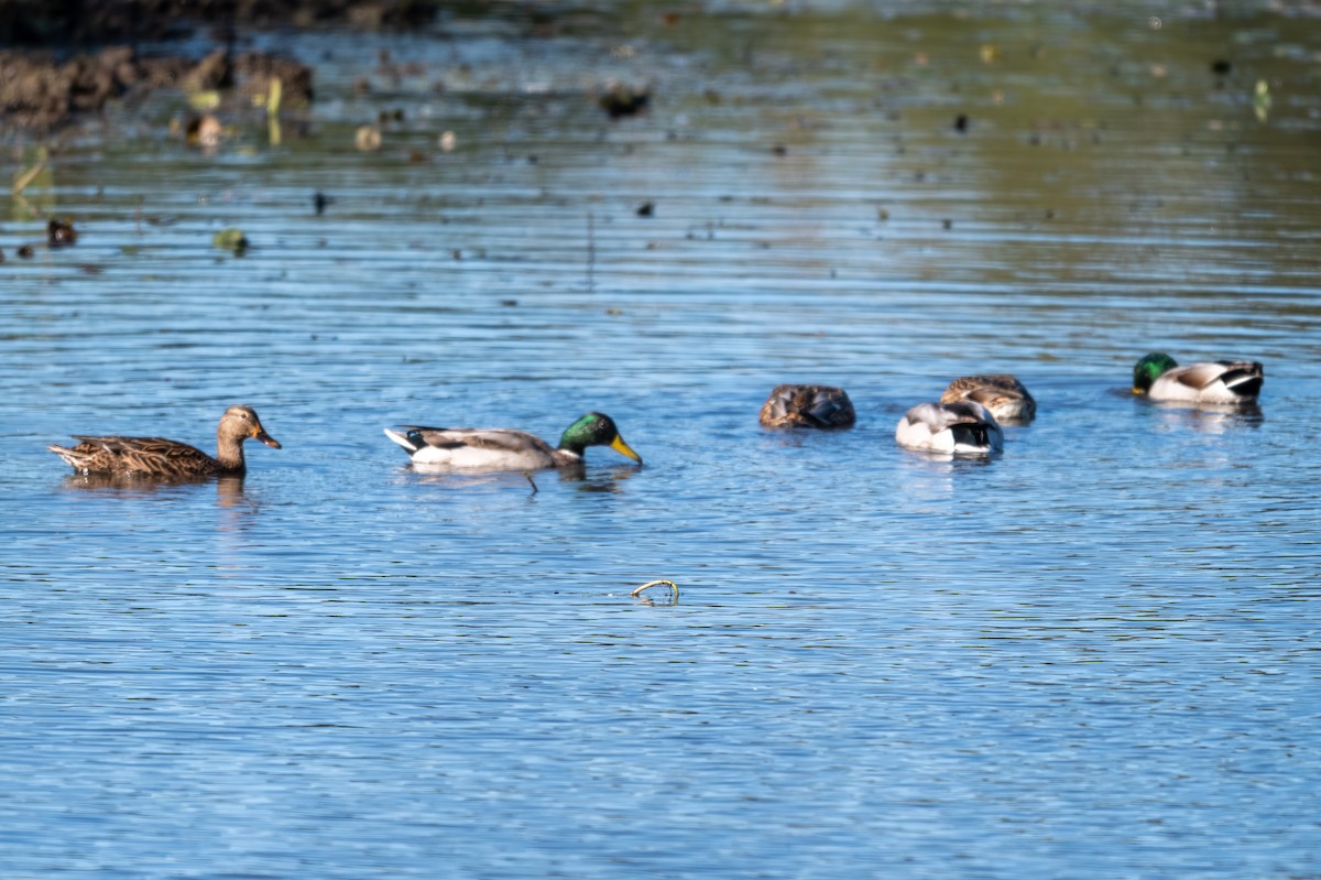 Mallard - ML644327033