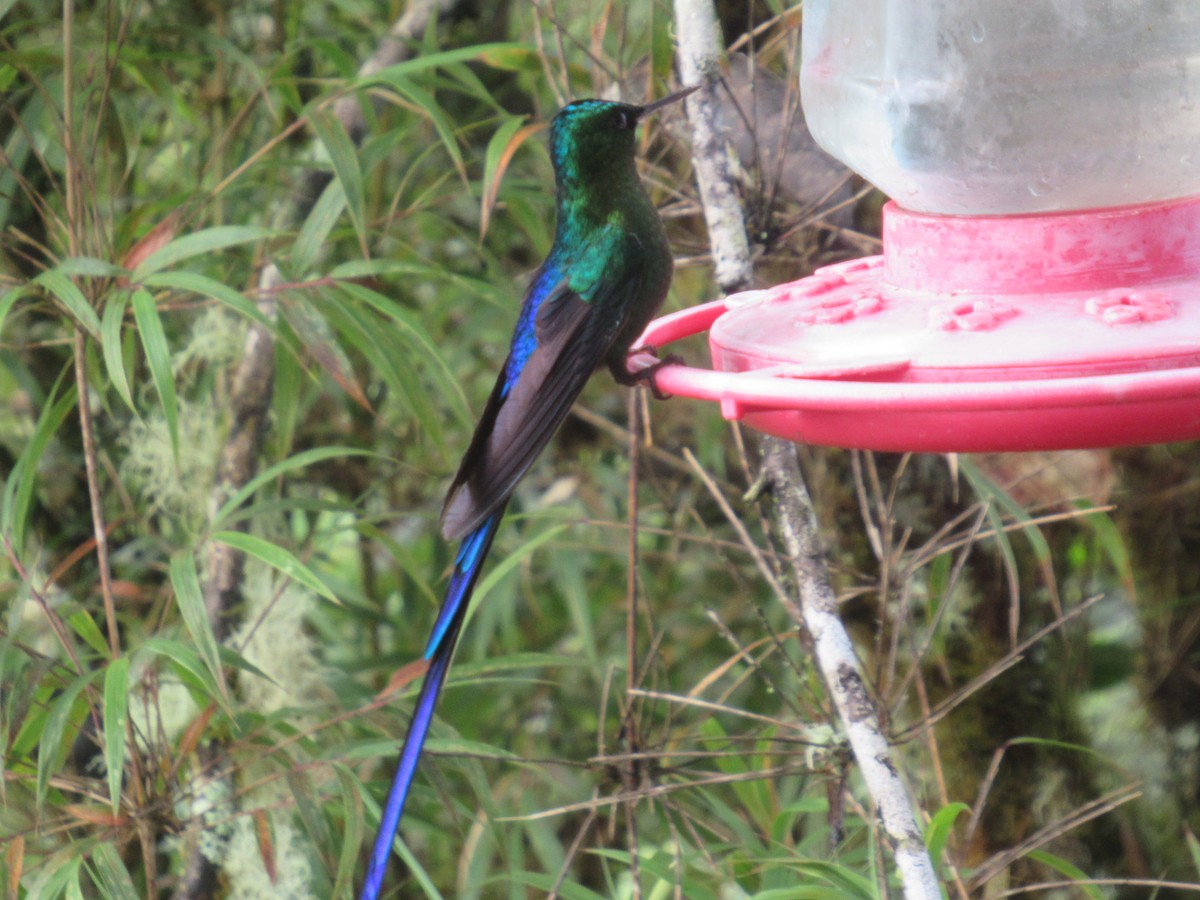 Violet-tailed Sylph - ML644327037