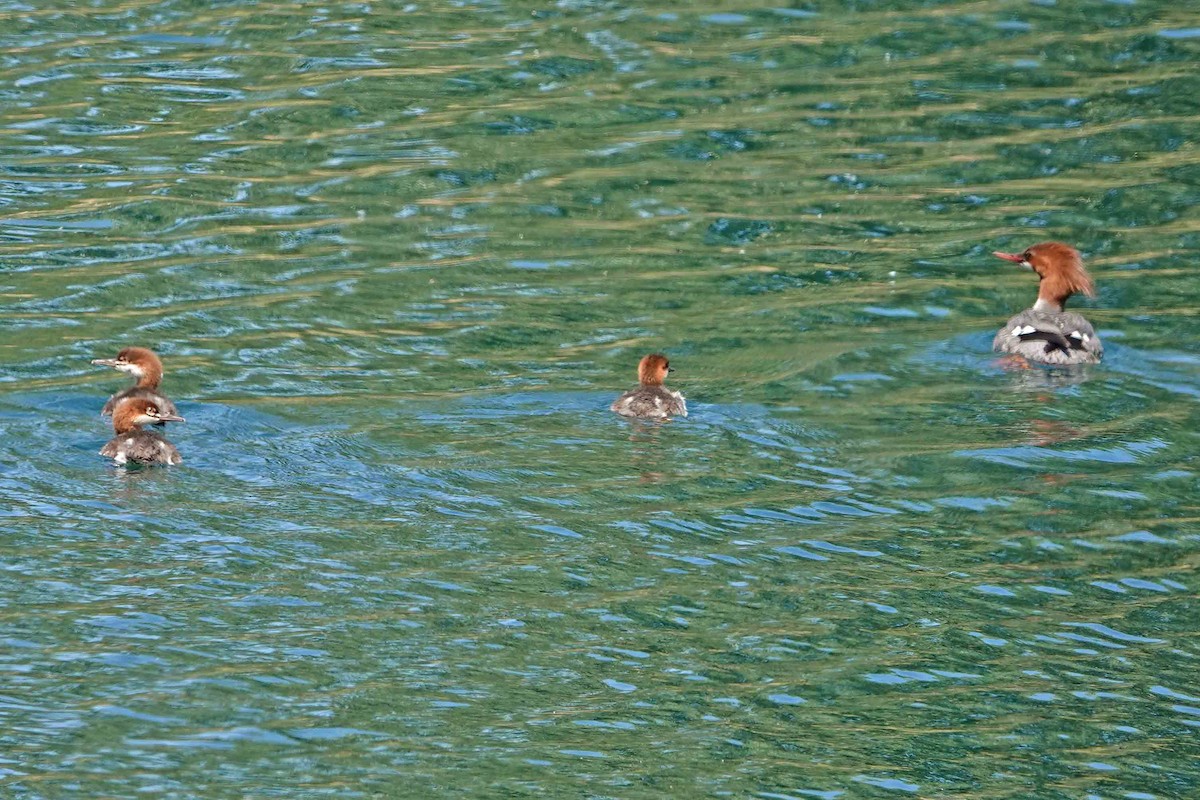 Common Merganser - ML644327038