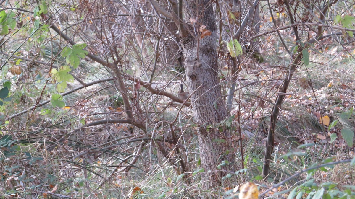 Cetti's Warbler - ML644327042