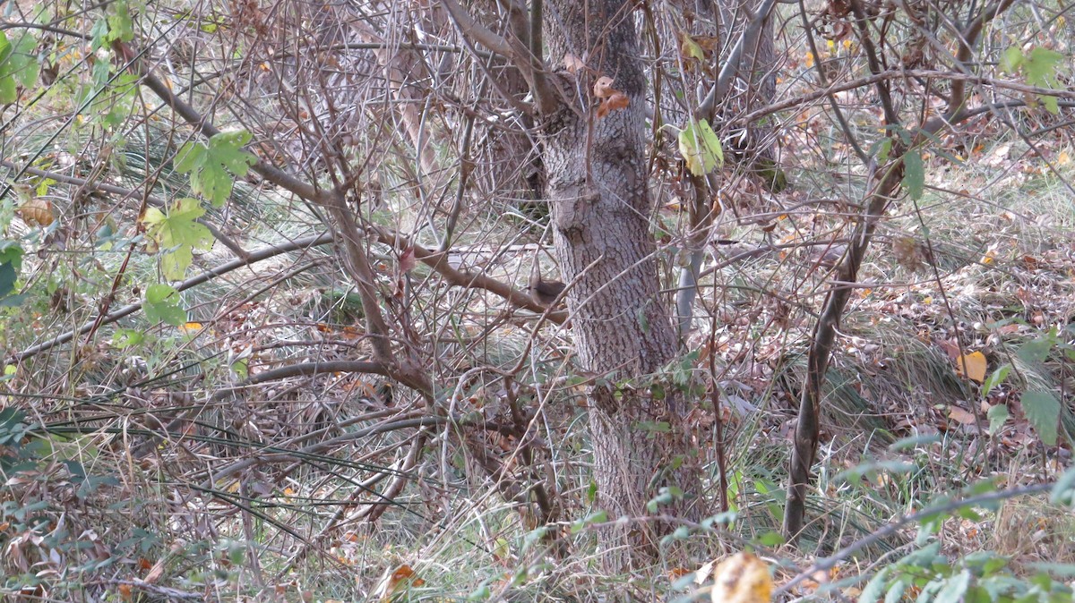 Cetti's Warbler - ML644327043