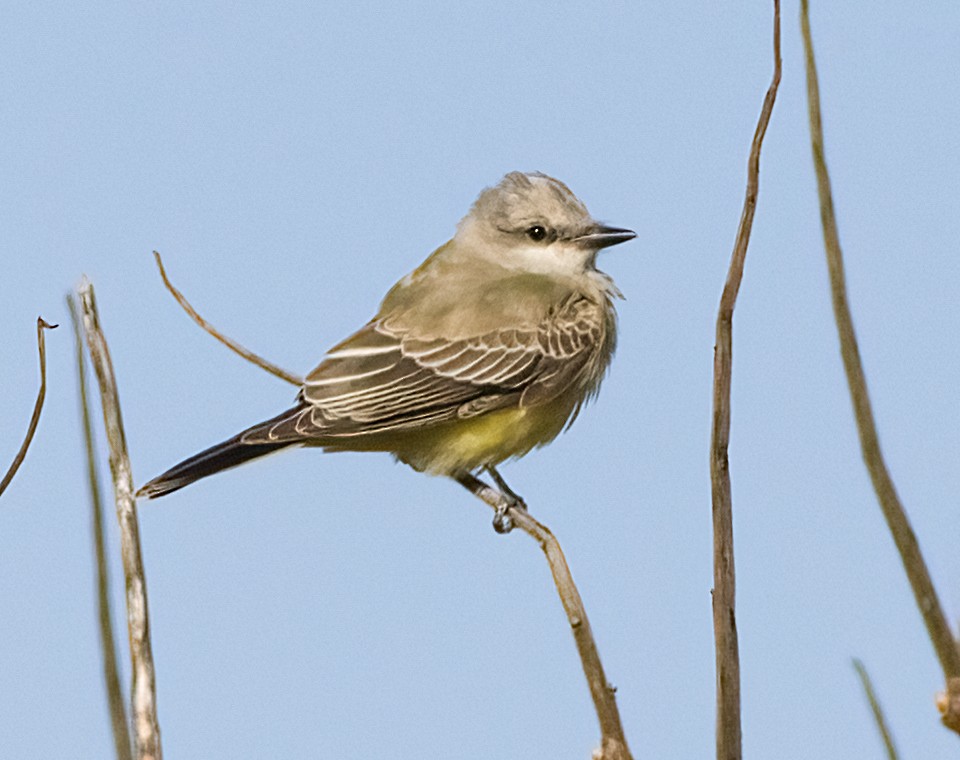 ニシタイランチョウ - ML644327045