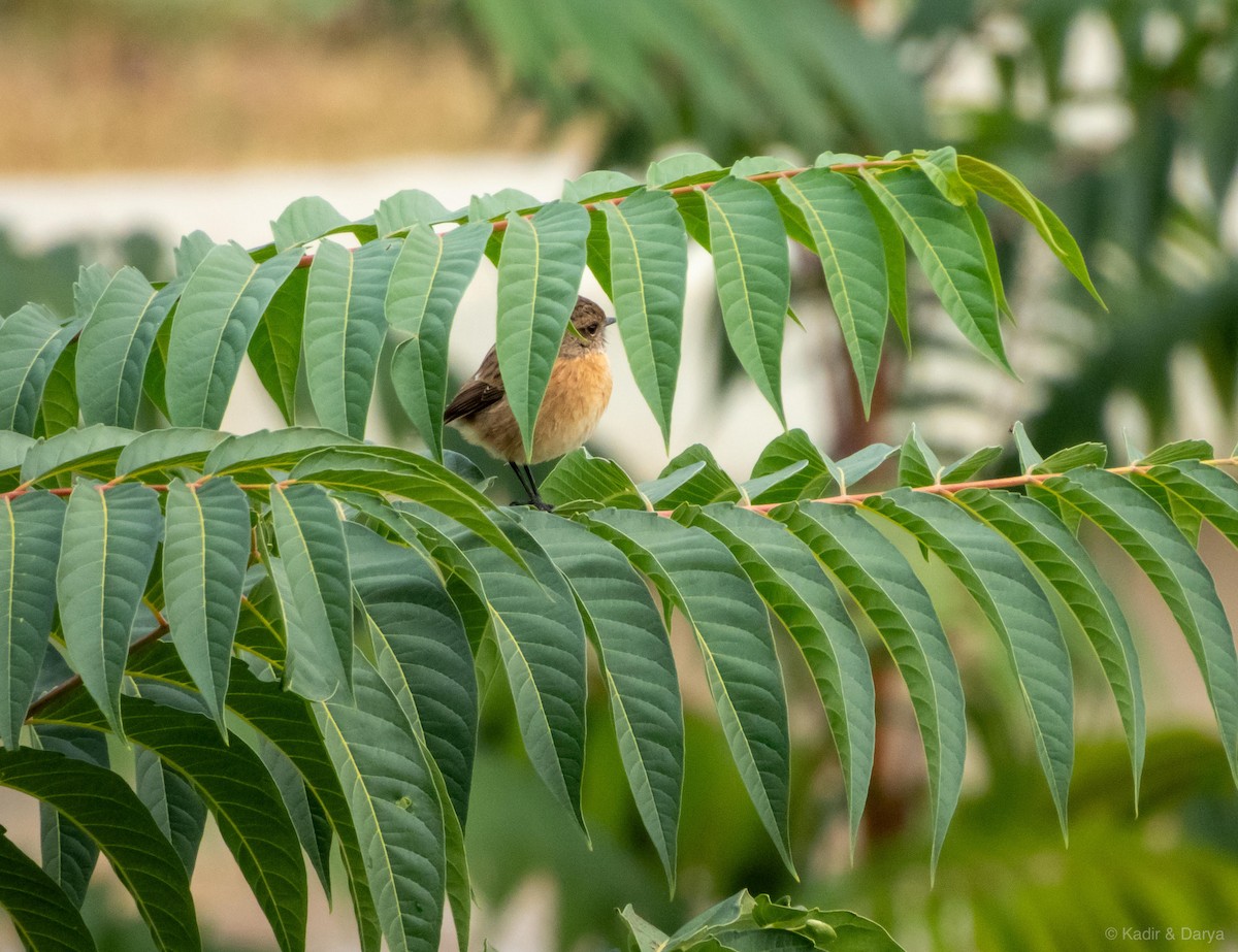 European Stonechat - ML644327048