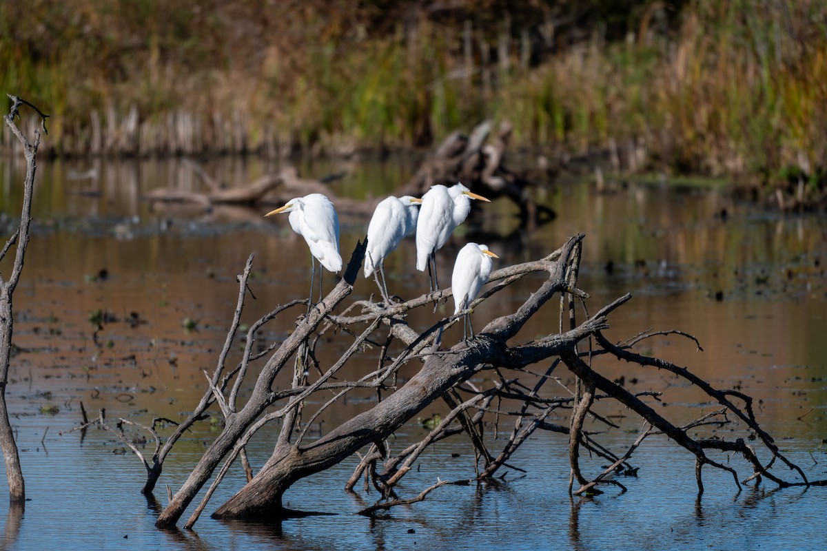 Great Egret - ML644327049