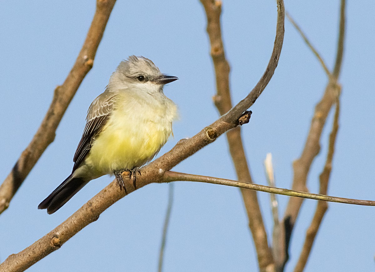 ニシタイランチョウ - ML644327050