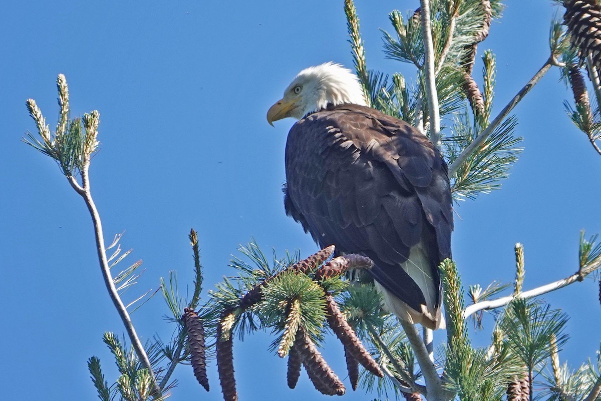 Bald Eagle - ML644327051