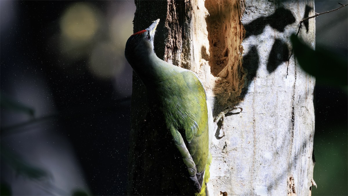 Gray-headed Woodpecker - ML644327052