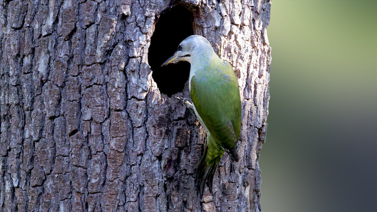 Gray-headed Woodpecker - ML644327053