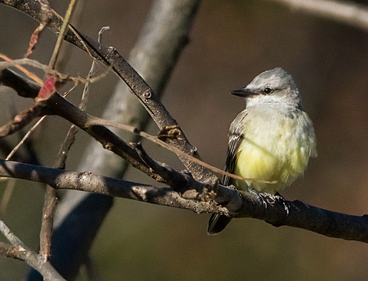 ニシタイランチョウ - ML644327054