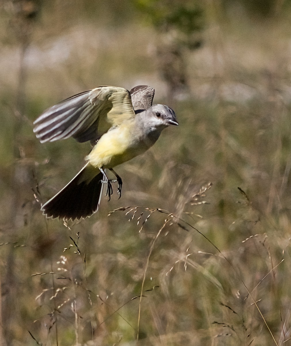ニシタイランチョウ - ML644327057