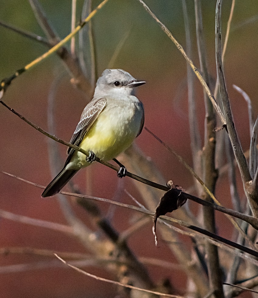 ニシタイランチョウ - ML644327058
