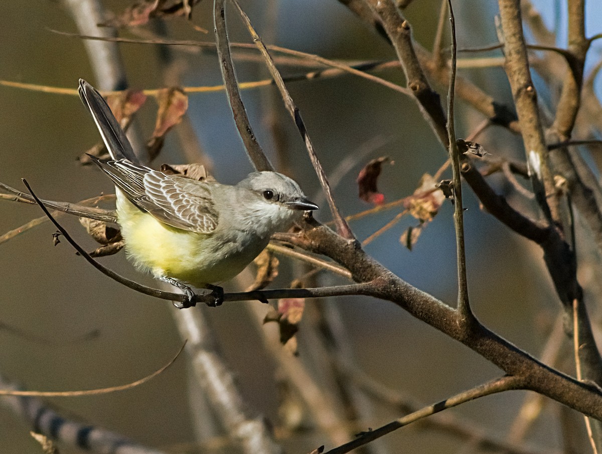 ニシタイランチョウ - ML644327064
