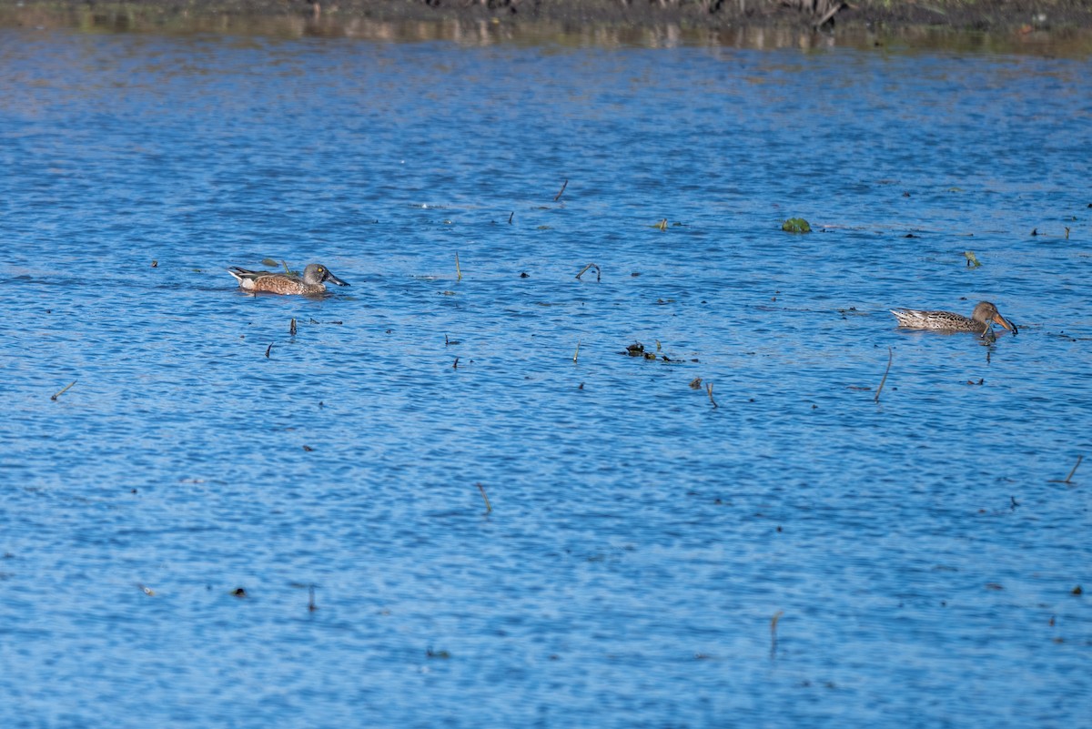 Northern Shoveler - ML644327066