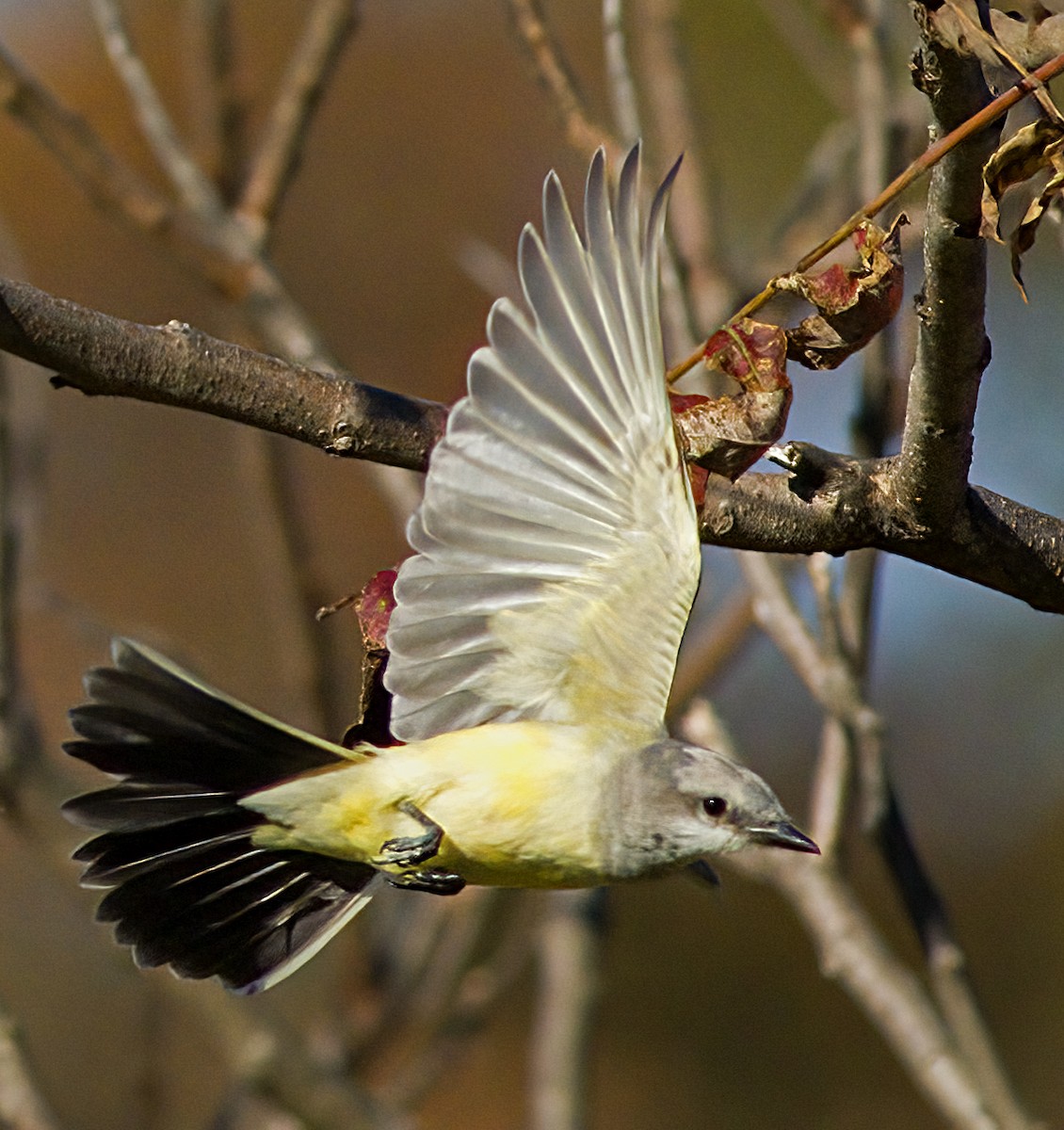 ニシタイランチョウ - ML644327068