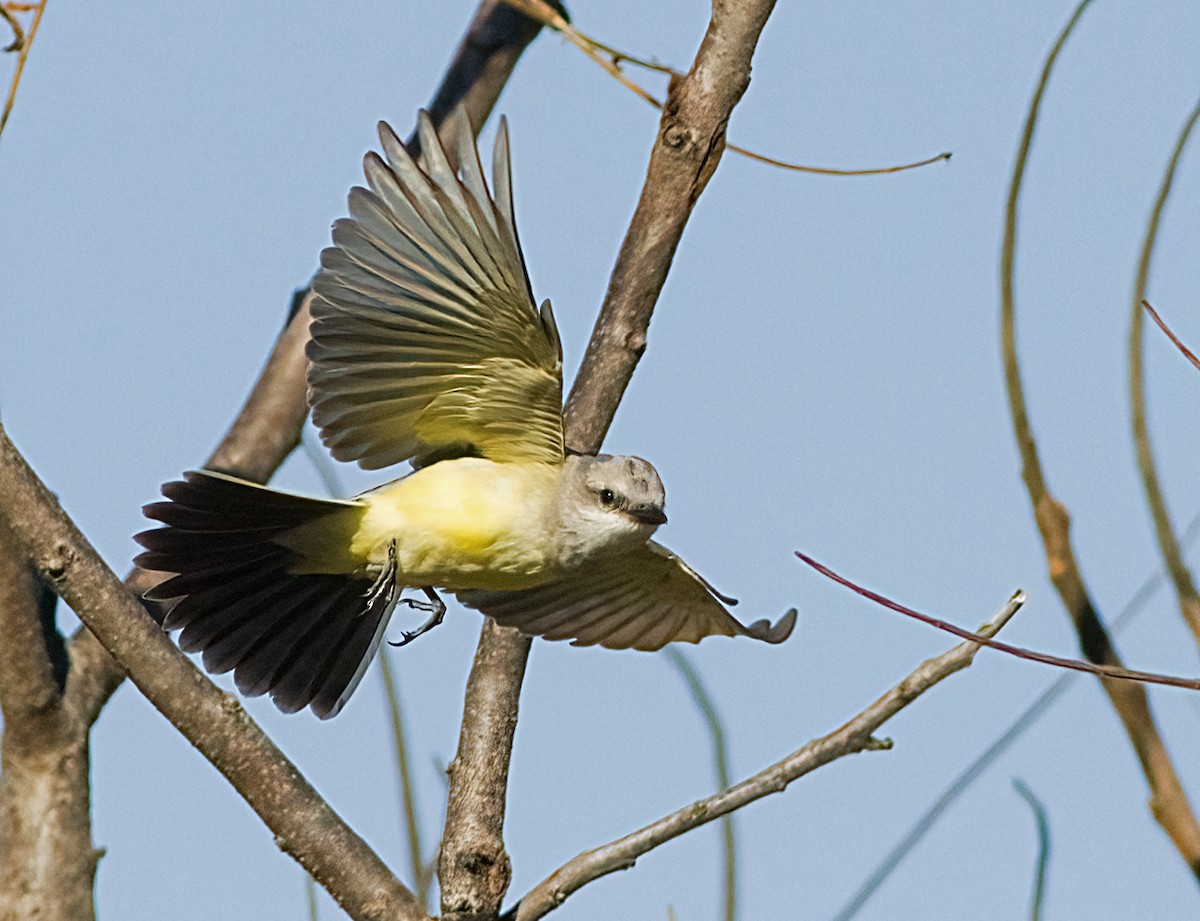 ニシタイランチョウ - ML644327071