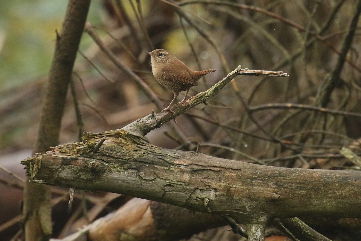 ミソサザイ - ML644327072