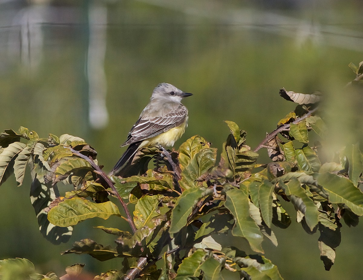 ニシタイランチョウ - ML644327075