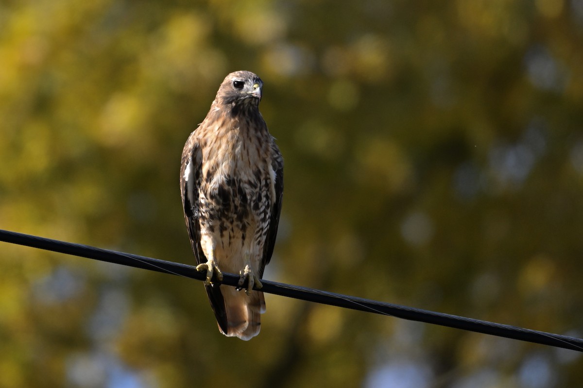 Red-tailed Hawk (abieticola) - ML644327079
