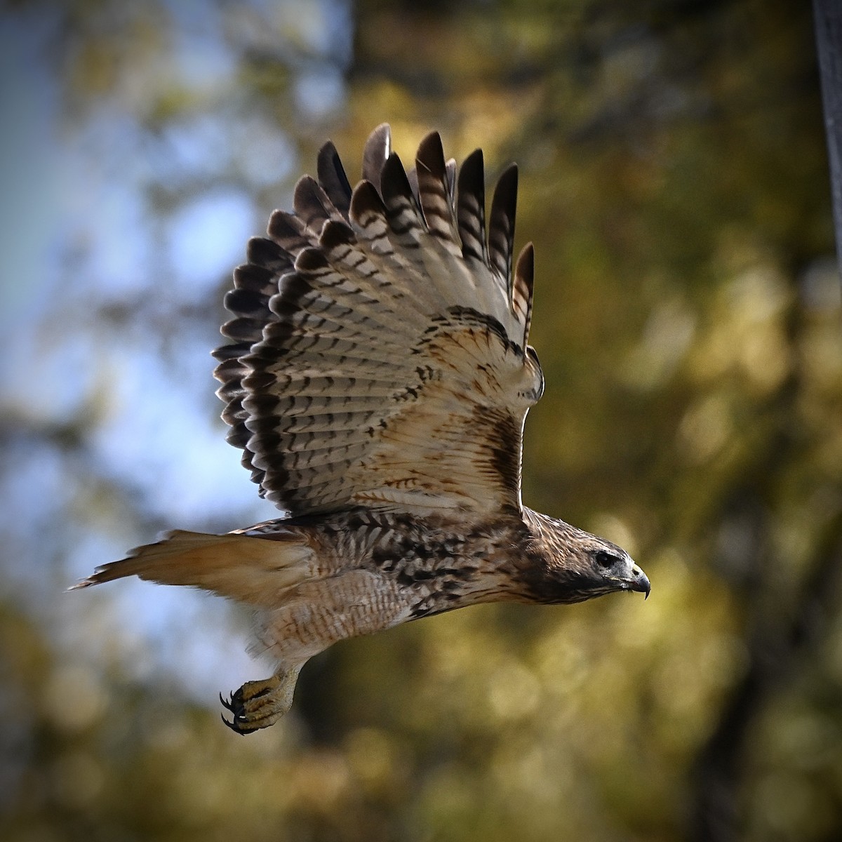 Red-tailed Hawk (abieticola) - ML644327080