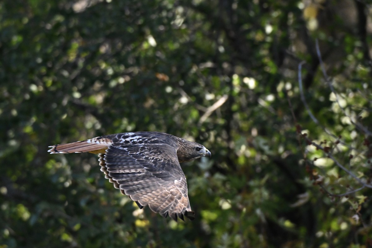 Red-tailed Hawk (abieticola) - ML644327081