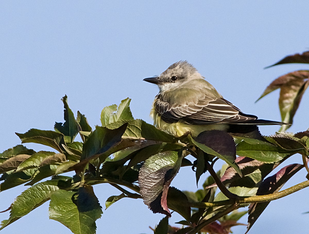 ニシタイランチョウ - ML644327085