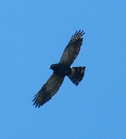 Buse cul-blanc - ML644327086