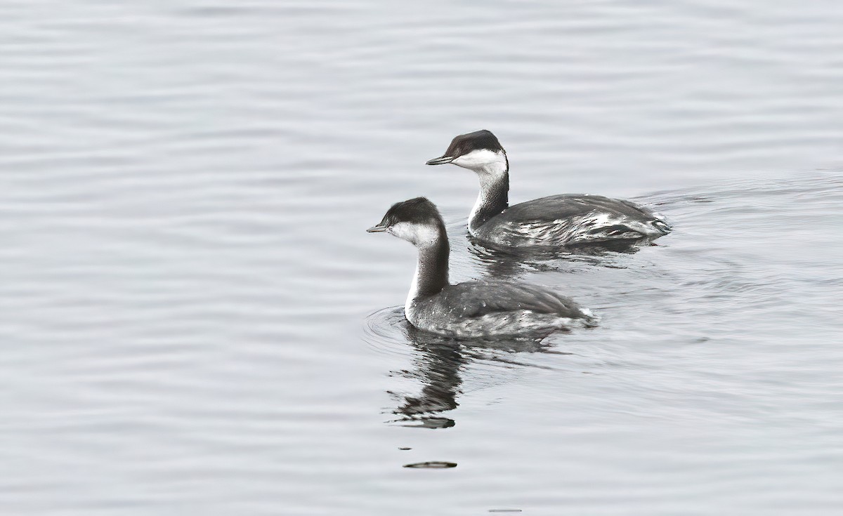 Horned Grebe - ML644327089