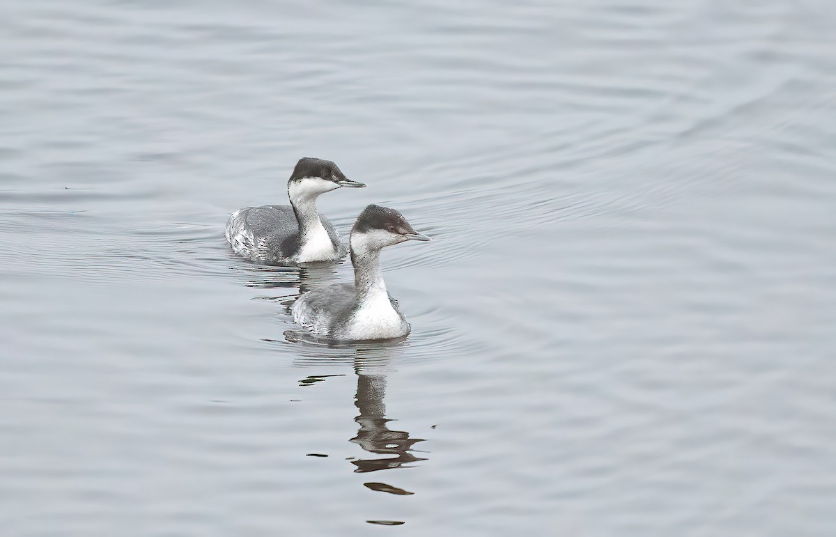 Horned Grebe - ML644327094