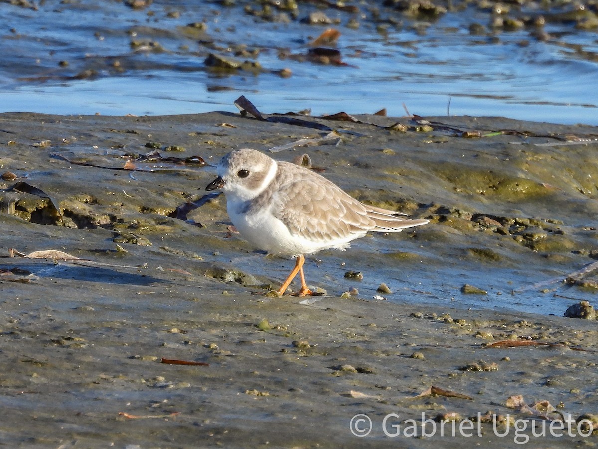 Flötenregenpfeifer - ML644327096