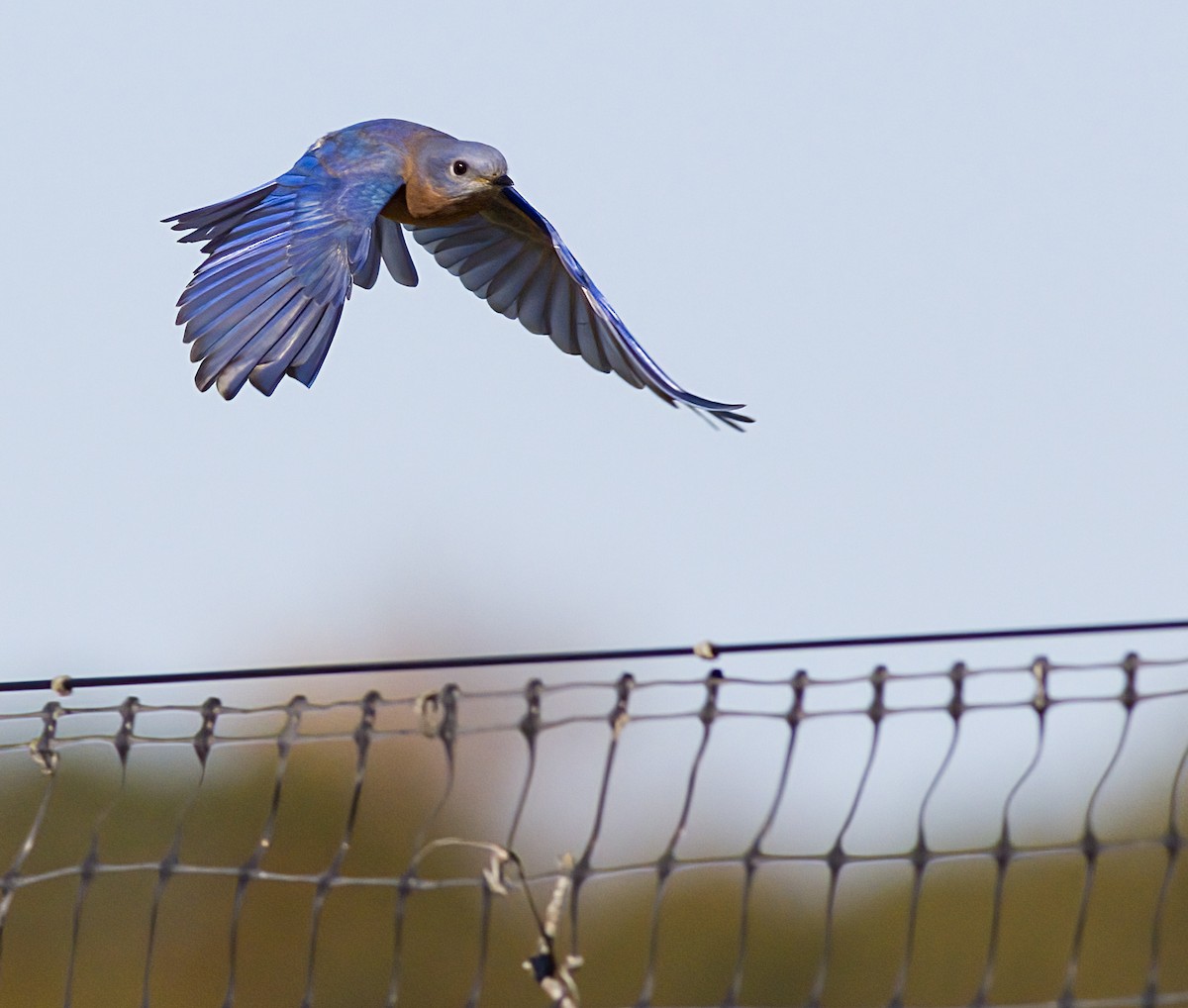 ルリツグミ - ML644327097