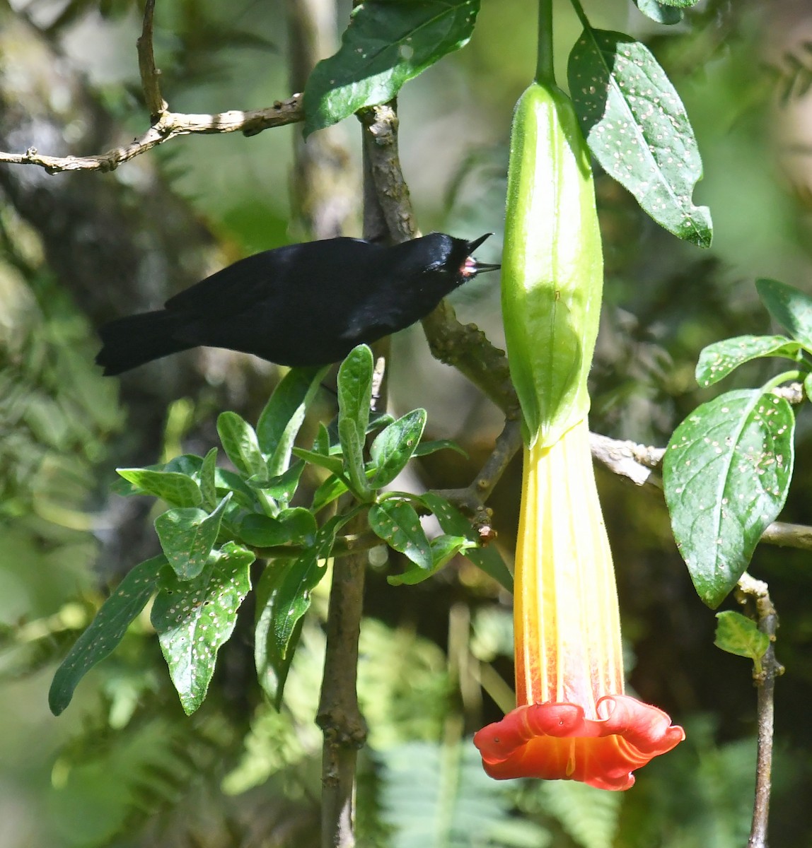 Percefleur noir - ML644327099