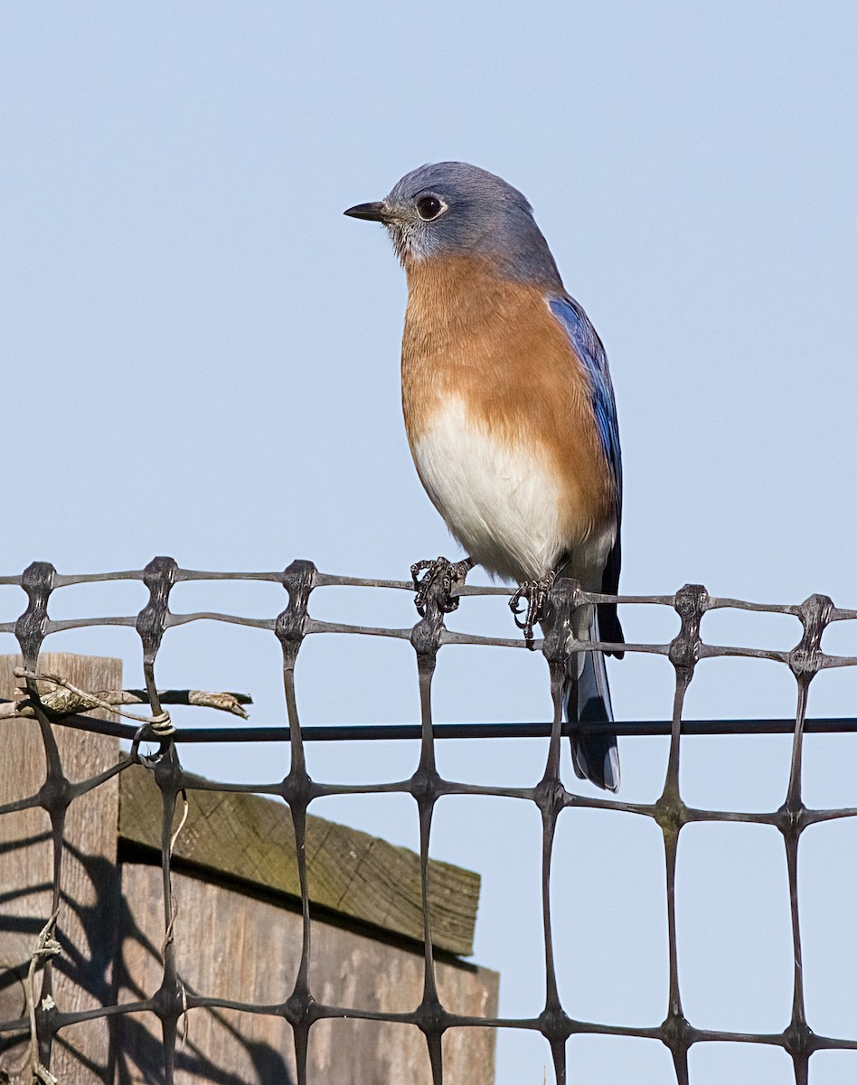 ルリツグミ - ML644327101