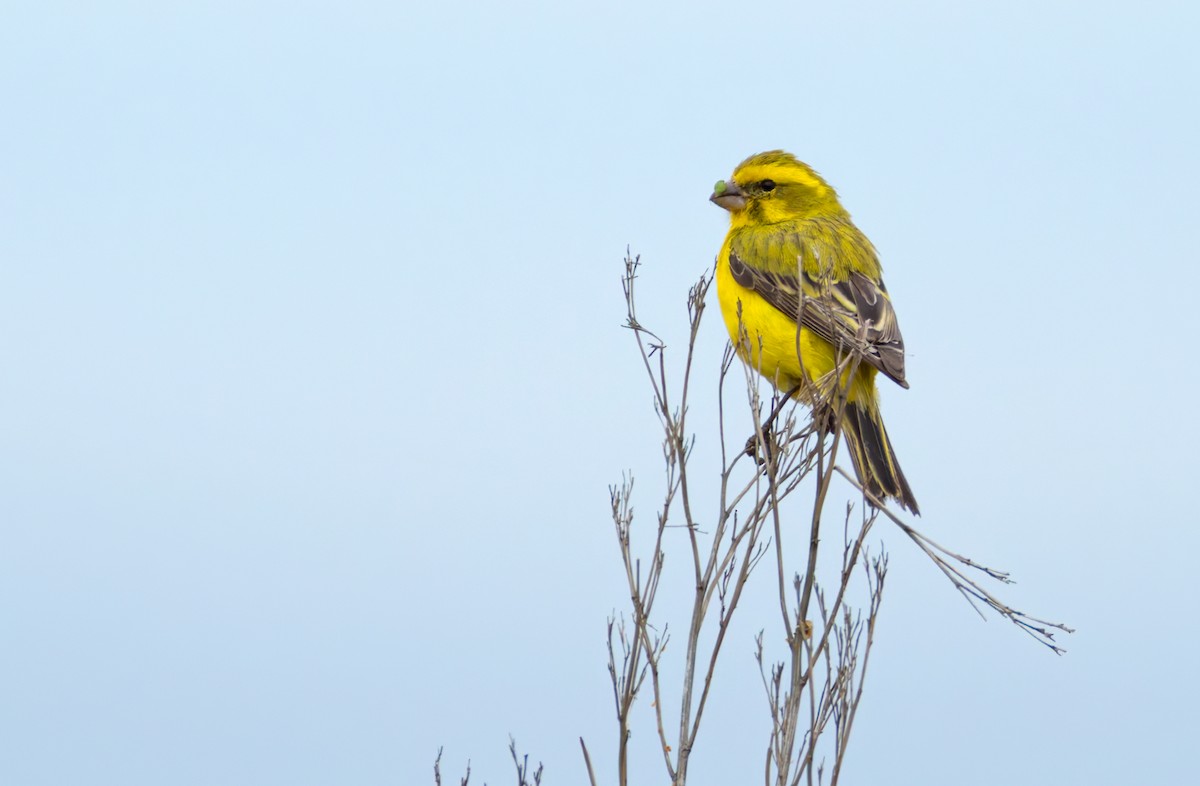 Yellow Canary - ML644327104