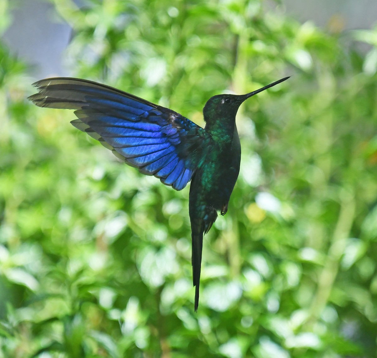 Colibri à ailes saphir - ML644327111
