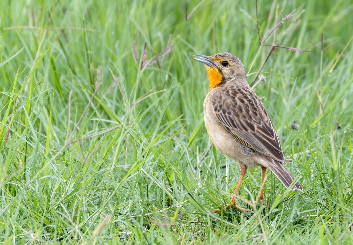 Капский шпорник - ML644327113