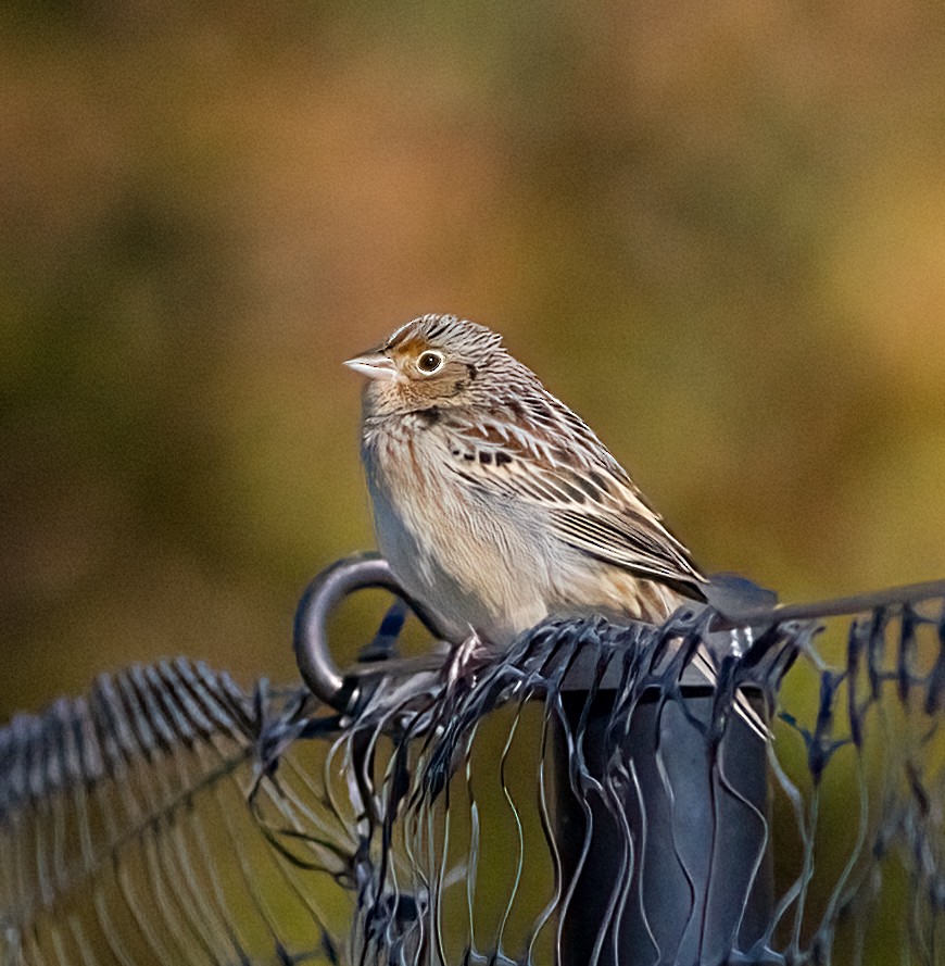 イナゴヒメドリ - ML644327119