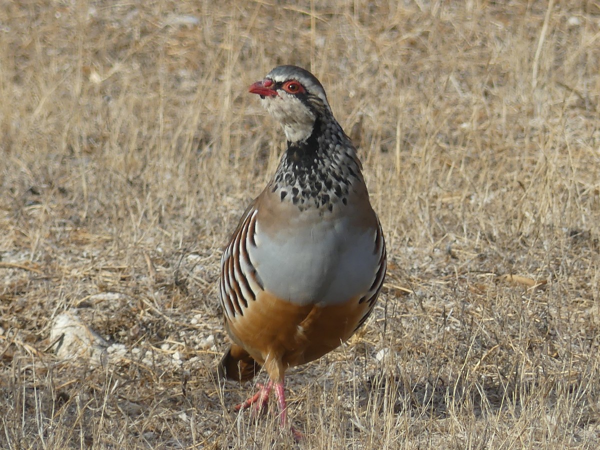Red-legged Partridge - ML644327120