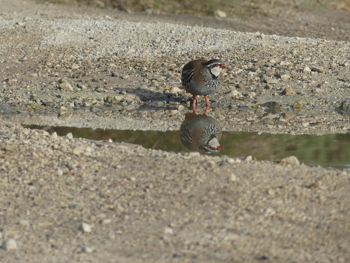 Red-legged Partridge - ML644327121