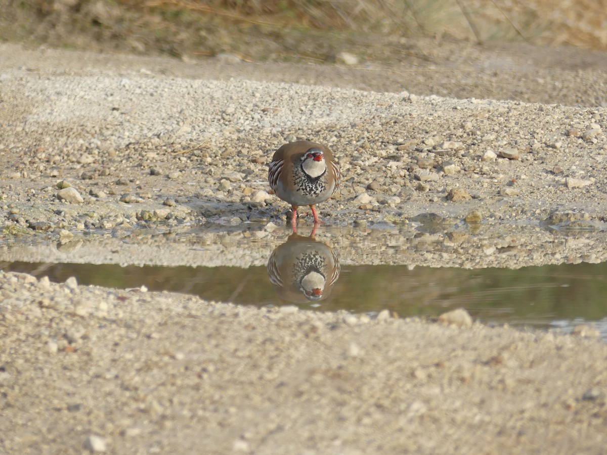 Red-legged Partridge - ML644327123