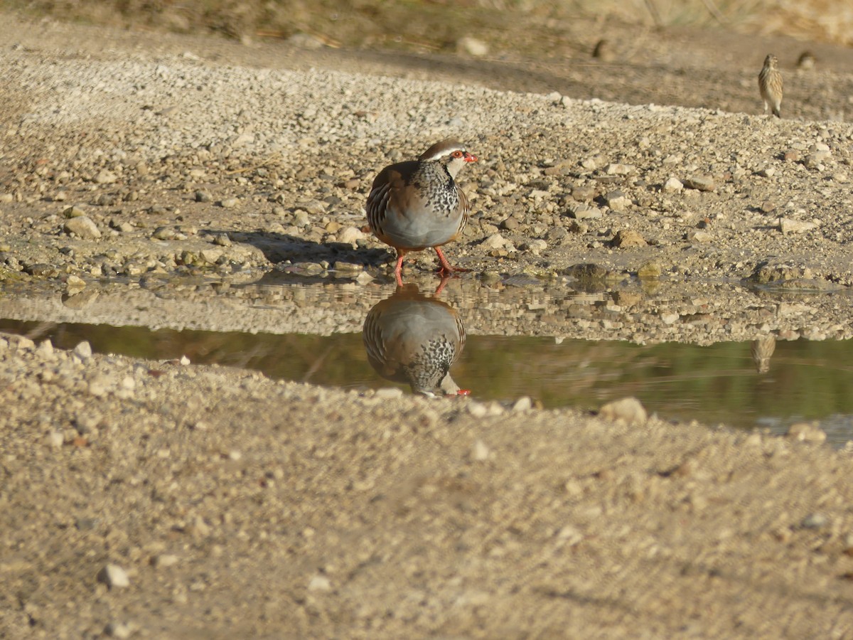 Red-legged Partridge - ML644327124
