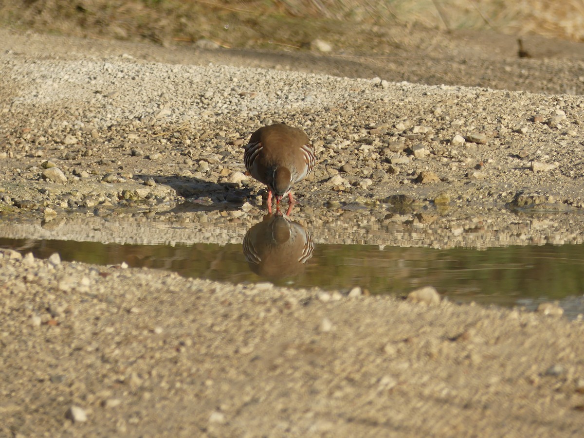 Red-legged Partridge - ML644327126