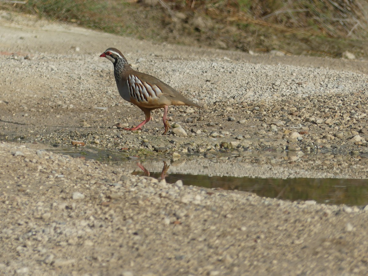 Red-legged Partridge - ML644327128