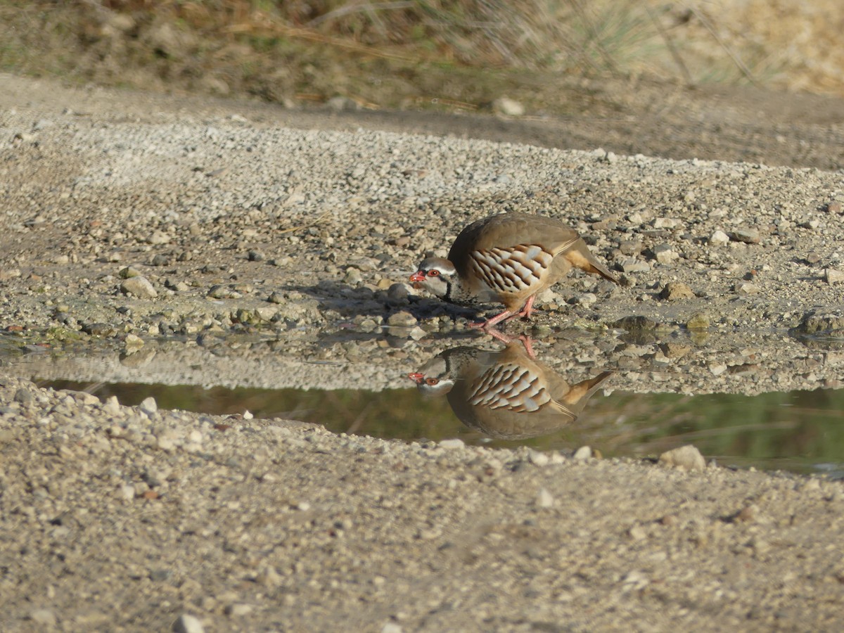 Red-legged Partridge - ML644327131